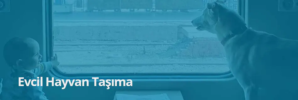 trende evcil hayvan taşıma